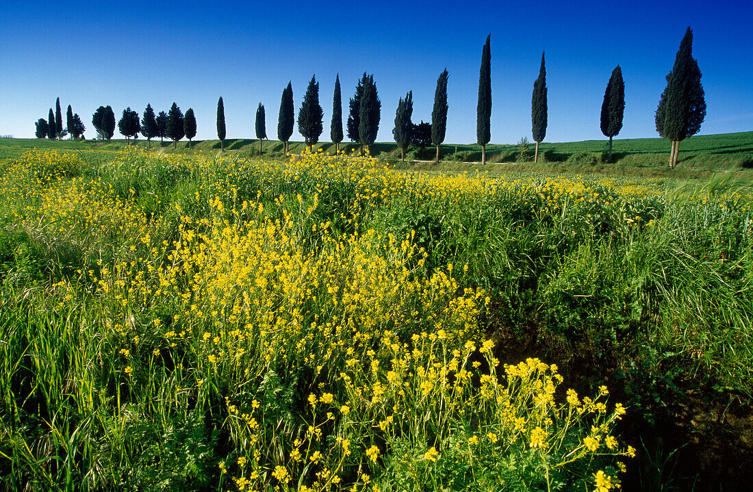 Landschaft mit gelben Blumen und Zypressenallee, Val d'Orcia, Toskana, Italien, Europa