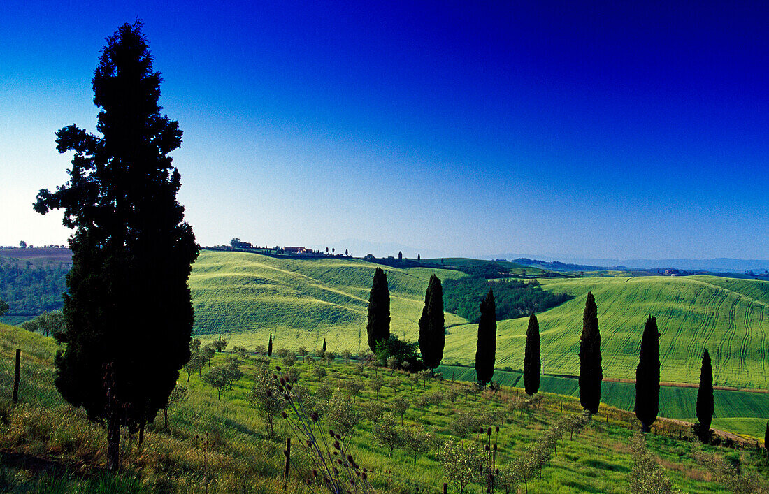 Landscape with cypresses under blue sky, Crete, Tuscany, Italy, Europe