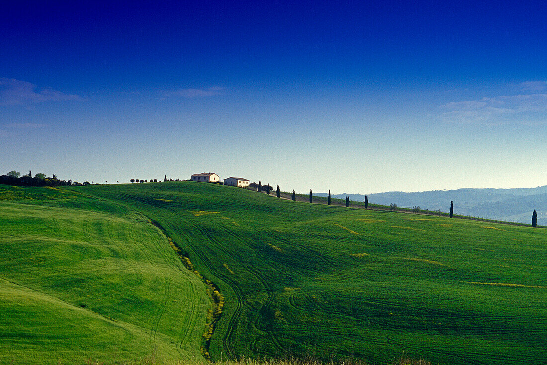 Farm houses on a hill under blue sky, Val d'Orcia, Tuscany, Italy, Europe