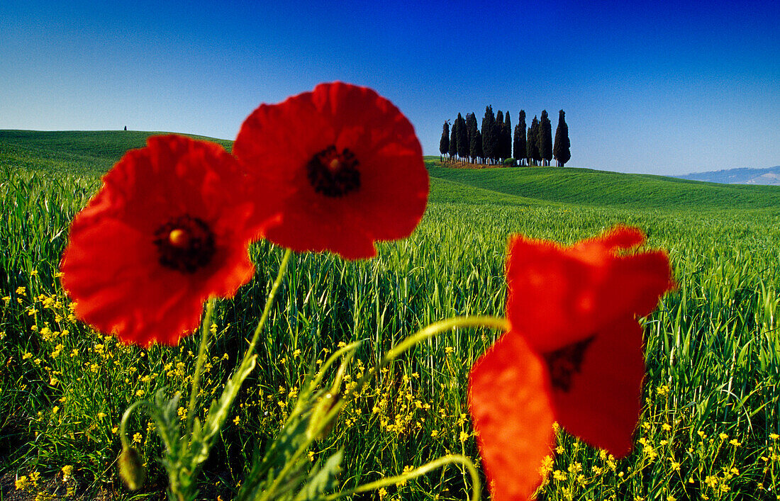 Mohnblumen vor Zypressen unter blauem Himmel, Val d'Orcia, Toskana, Italien, Europa