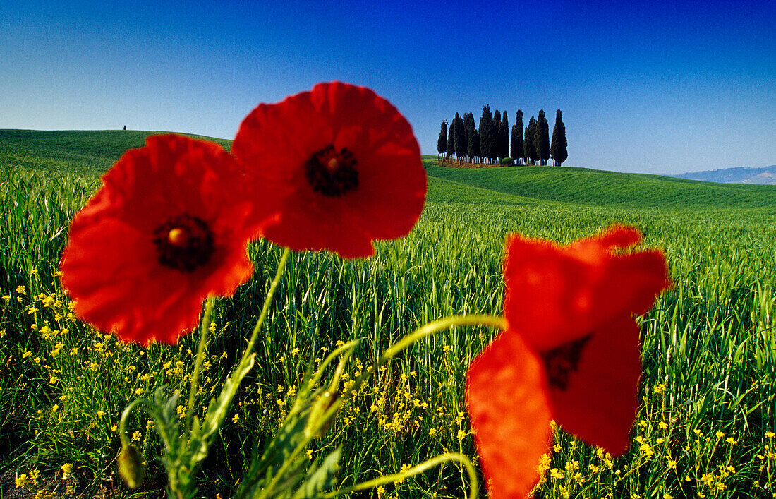 Poppies in front of cypresses under blue sky, Val d'Orcia, Tuscany, Italy, Europe