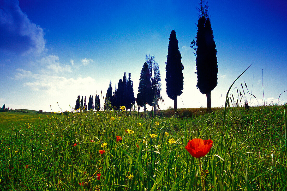 Blumenwiese mit Mohnblüte vor Zypressenallee, Val d'Orcia, Toskana, Italien, Europa