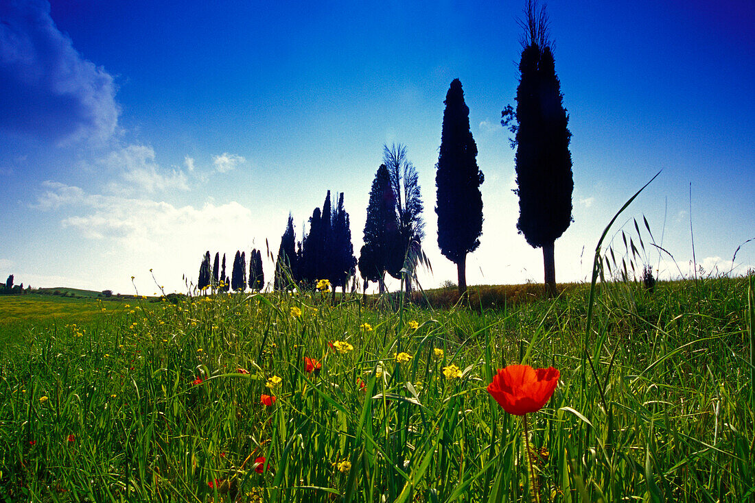 Flower meadow with poppy in front of cypress alley, Val d'Orcia, Tuscany, Italy, Europe