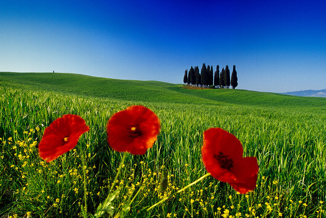 Poppies in front of cypresses under blue sky, Val d'Orcia, Tuscany, Italy, Europe