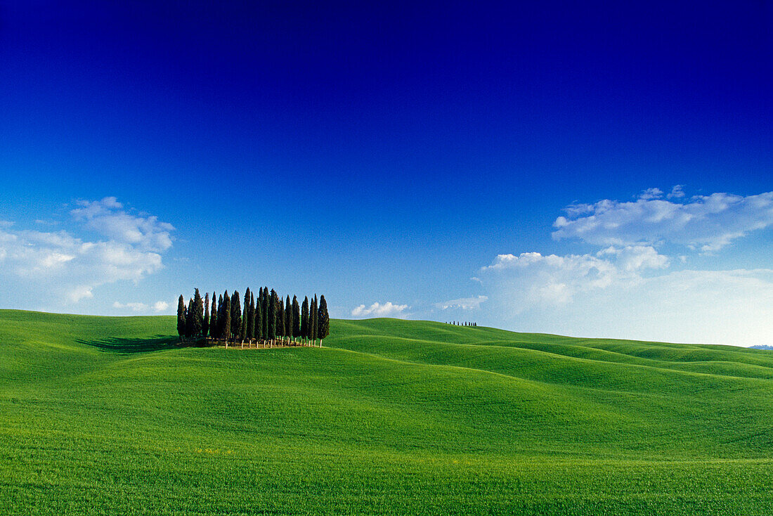 Cypresses on the horizon, Val d'Orcia, Tuscany, Italy, Europe