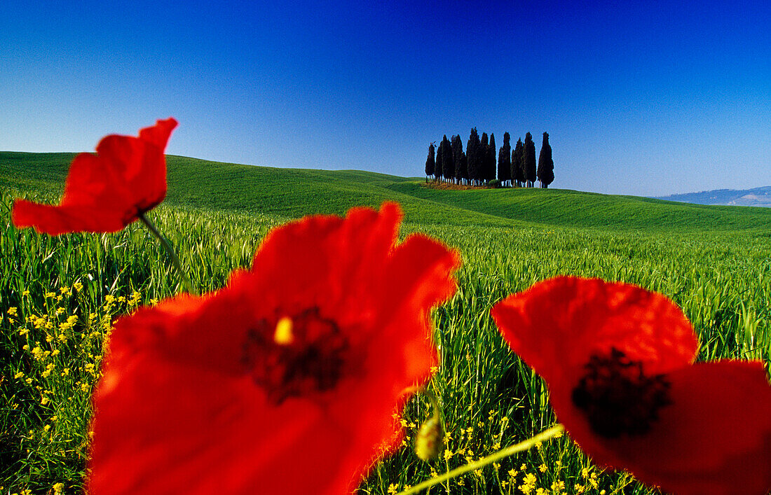 Mohnblumen vor Zypressen im Sonnenlicht, Val d'Orcia, Toskana, Italien, Europa