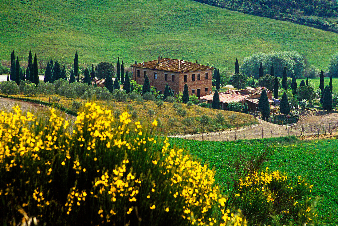 Blühender Ginster vor Landhaus, Val d'Orcia, Toskana, Italien, Europa