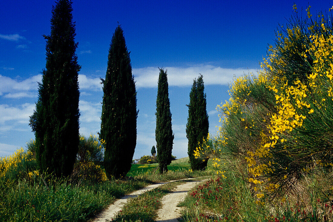 Cypress alley and blooming broom, Val d´Orcia, Tuscany, Italy, Europe
