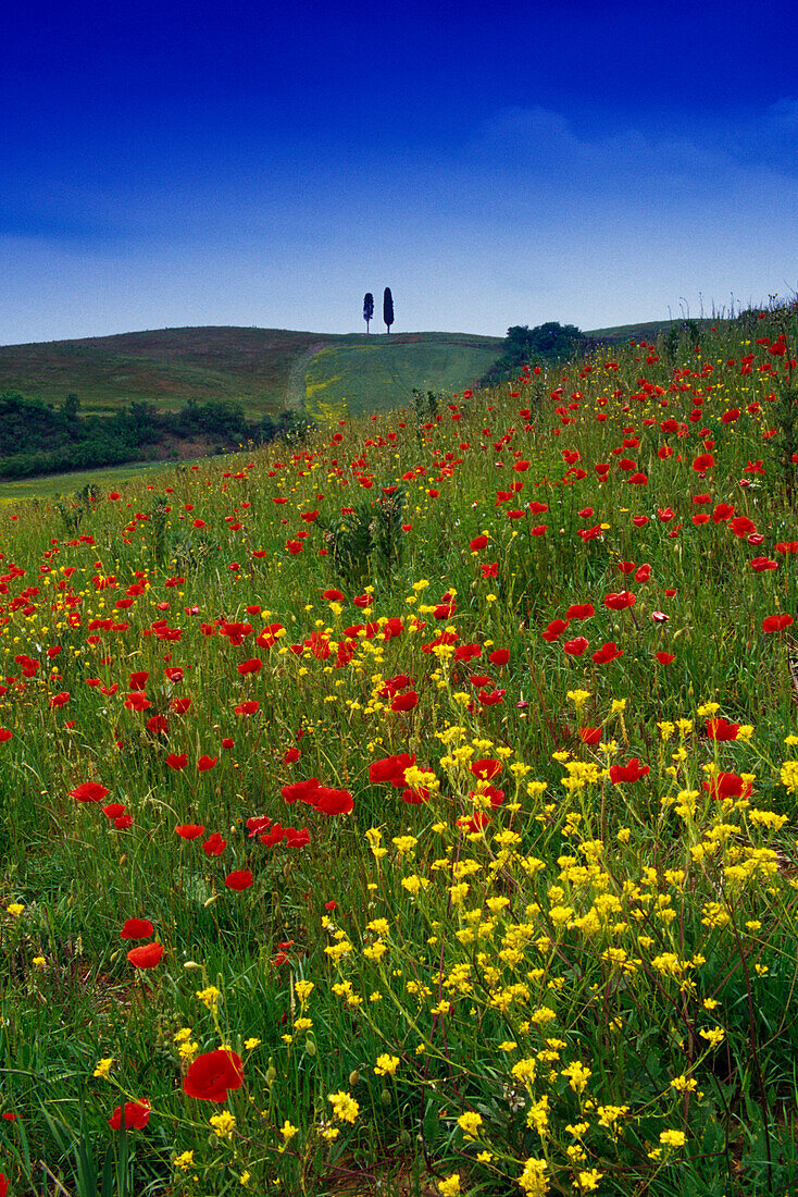 Blumenwiese mit Mohn unter blauem Himmel, Val d'Orcia, Toskana, Italien, Europa