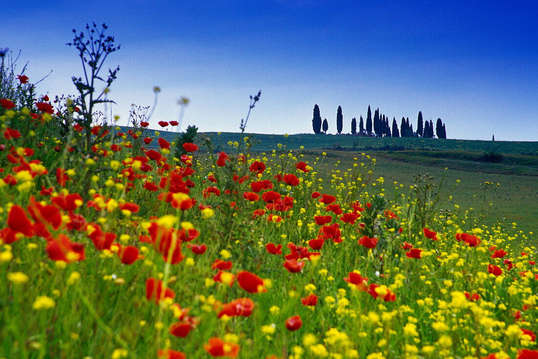 Blumenwiese mit Mohn unter blauem Himmel, Val d'Orcia, Toskana, Italien, Europa