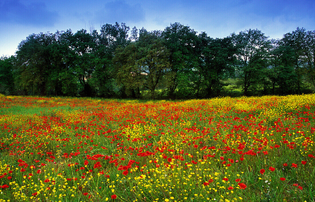 Flower meadow with poppies, Val d´Orcia, Tuscany, Italy, Europe