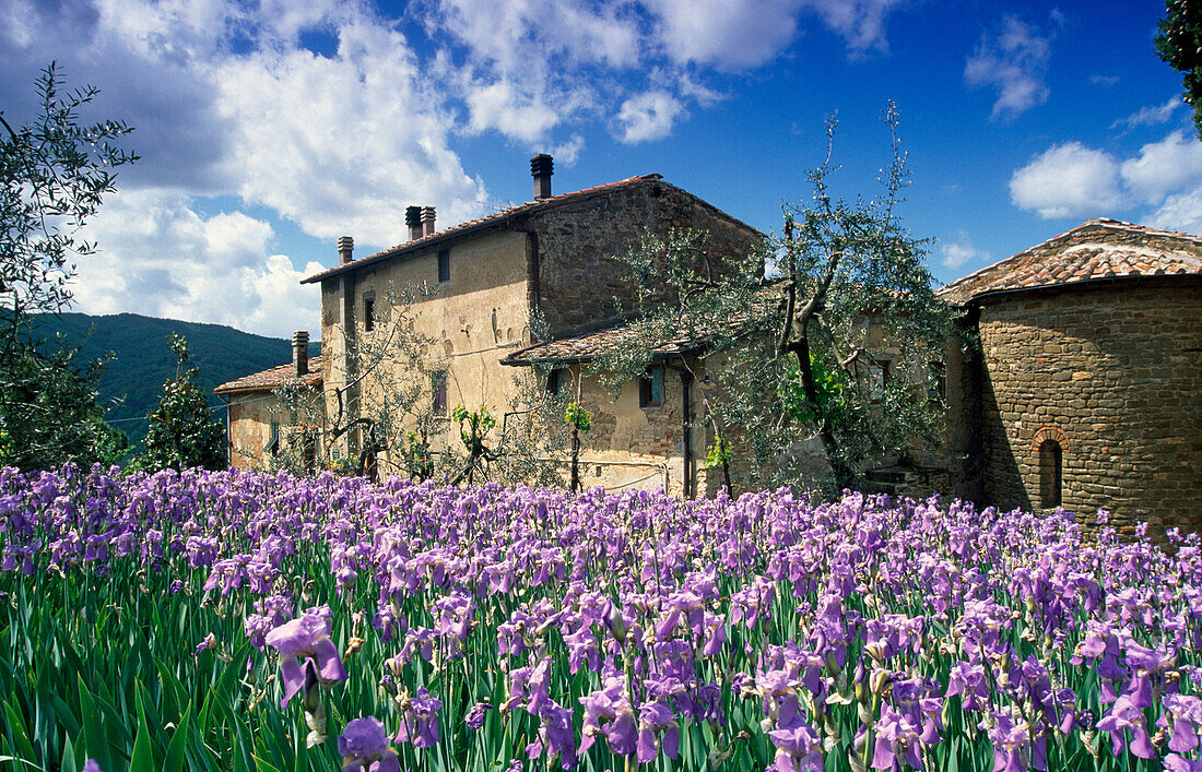 Schwertlilien vor einem Bauernhaus unter Wolkenhimmel, Chianti Region, Toskana, Italien, Europa