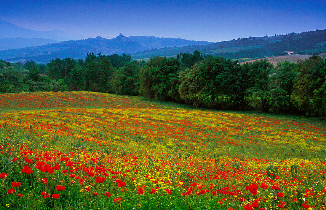 Blühende Mohnwiese unter blauem Himmel, Blick nach Castiglione d´Orcia, Val d'Orcia, Toskana, Italien, Europa