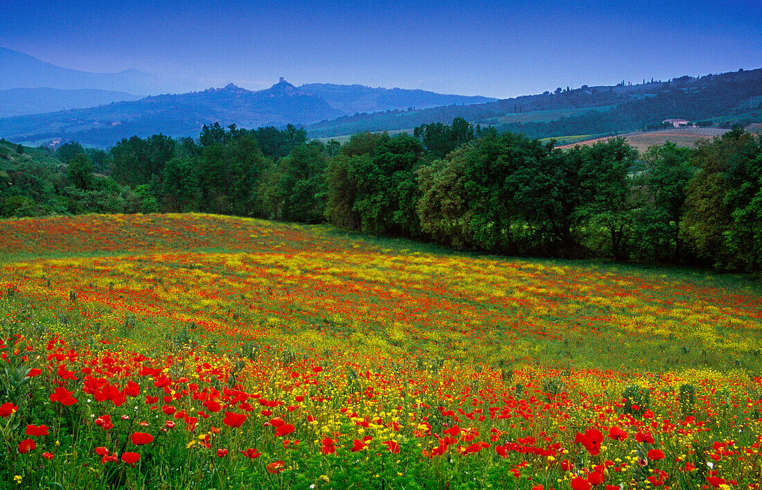 Flower meadow with poppies under blue sky, view to Castiglione d´Orcia, Val d´Orcia, Tuscany, Italy, Europe