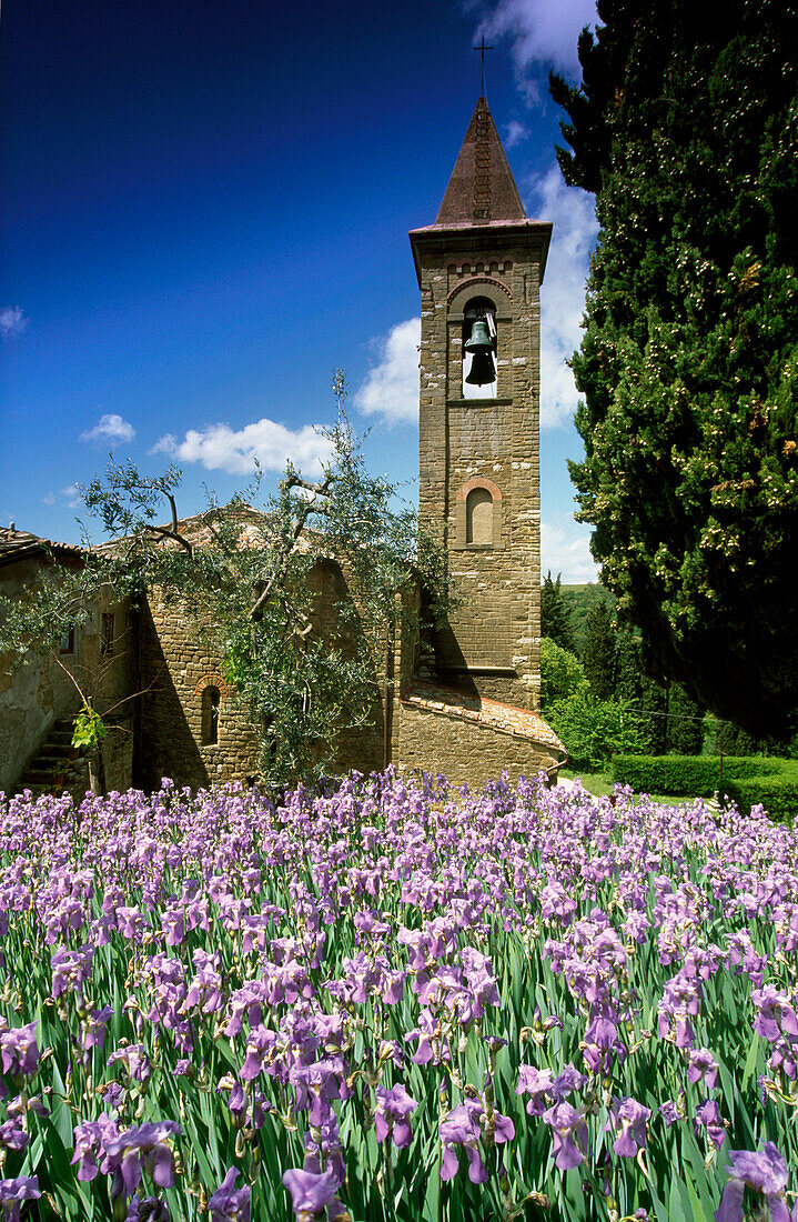 Schwertlilien vor einer Kapelle im Sonnenlicht, Chianti Region, Toskana, Italien, Europa