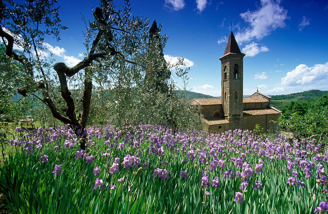 Iris in front of a chapel in the sunlight, Chianti region, Tuscany, Italy, Europe