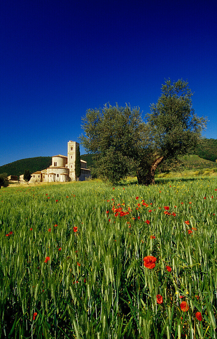 Die Abtei San Antimo unter blauem Himmel, Toskana, Italien, Europa