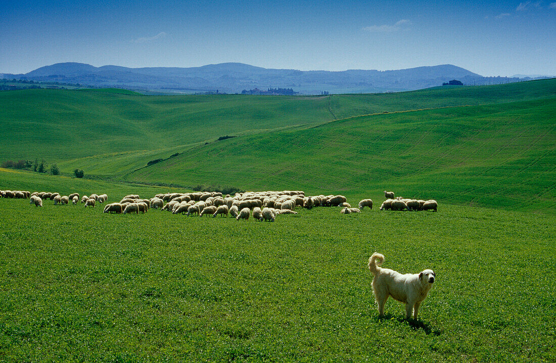 Sheepdog with flock of sheep out at feed, Crete, Tuscany, Italy, Europe