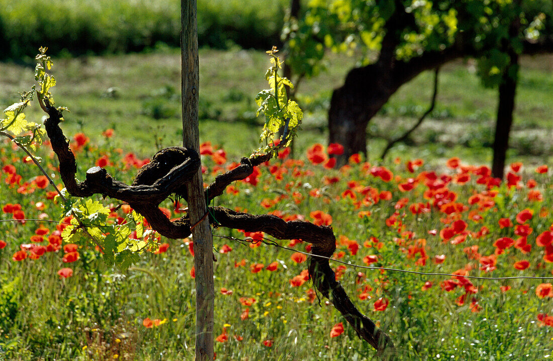 Weinreben und blühende Mohnblumen, Toskana, Italien, Europa