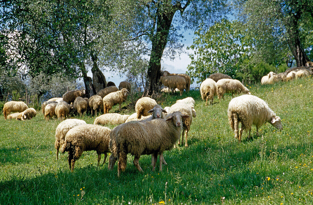 Flock of sheep grazing in the shadow of trees, Crete, Tuscany, Italy, Europe