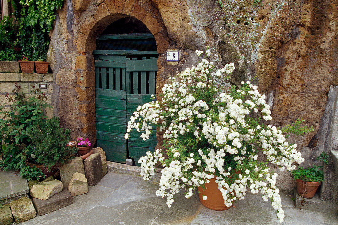Blühender Strauch an einem Hauseingang, Sovana, Toskana, Italien, Europa