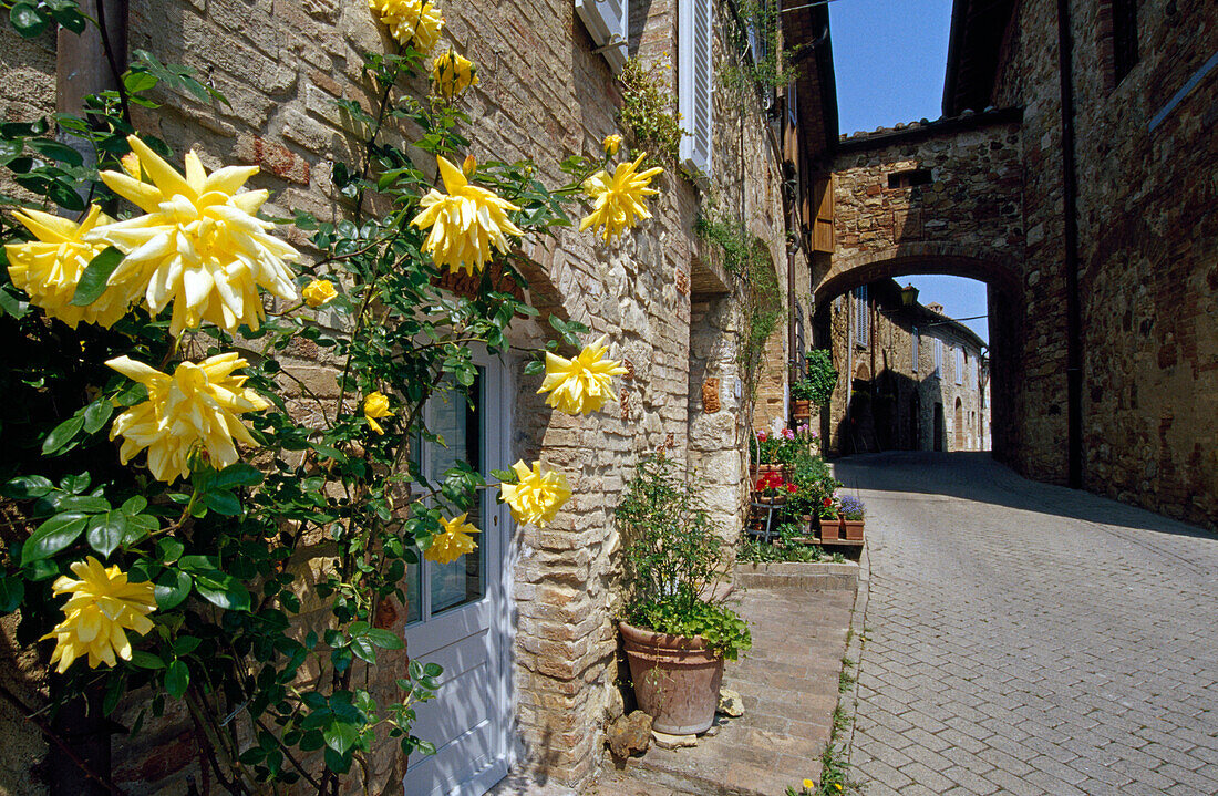 Flowers at a house, Murlo, Tuscany, Italy, Europe