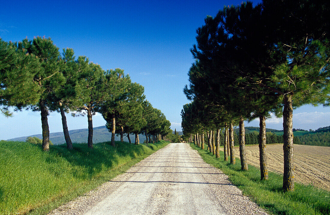 Pinienallee im Sonnenlicht, Naturpark Maremma, Toskana, Italien, Europa