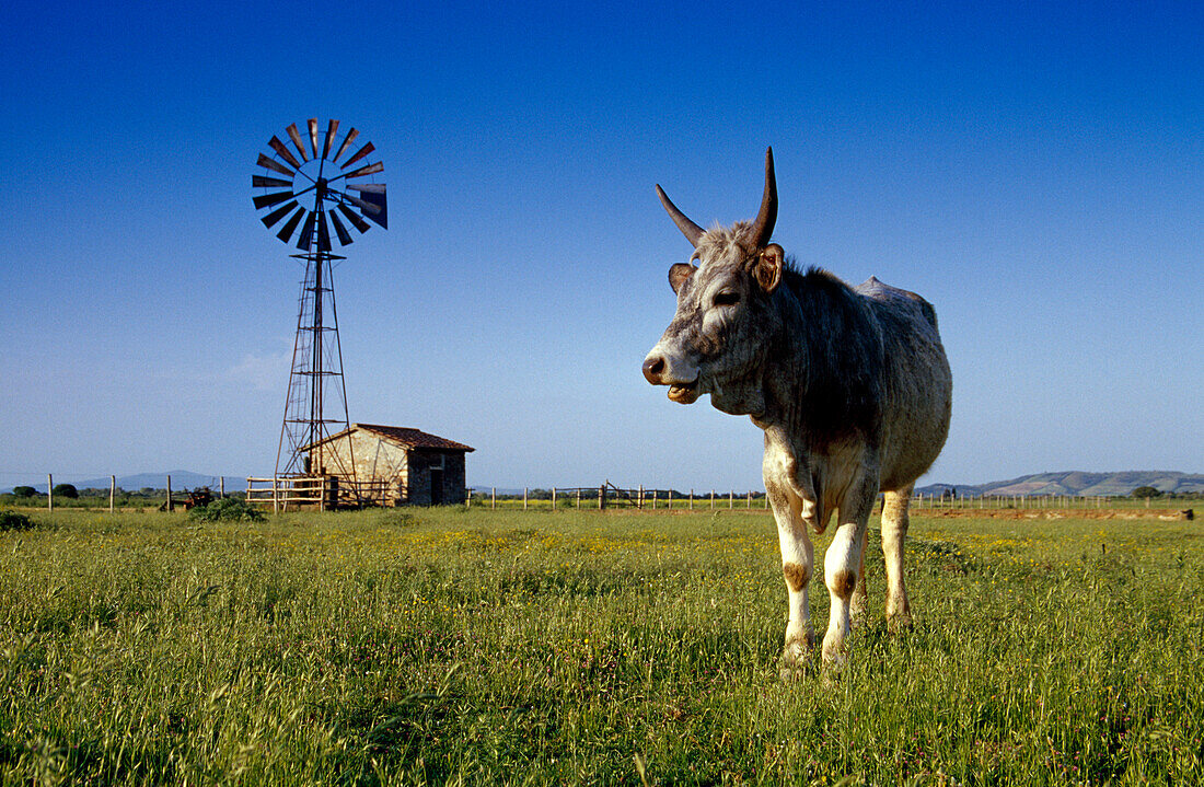 Maremma Stier auf der Weide im Sonnenlicht, Maremma, Toskana, Italien, Europa