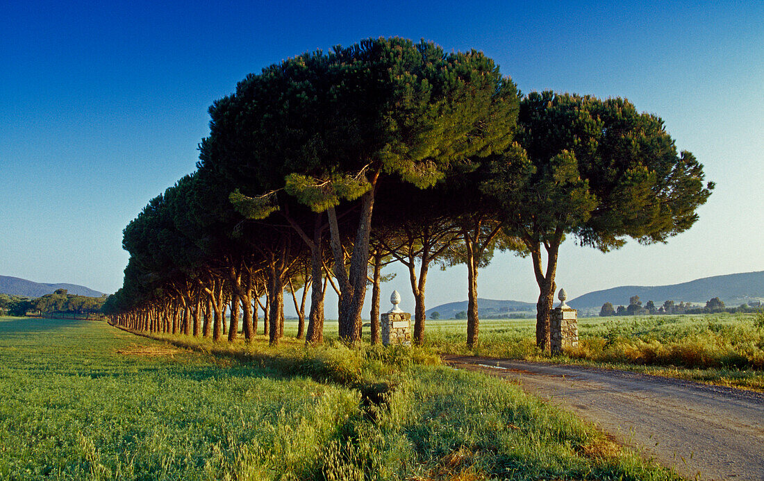 Pinienallee im Sonnenlicht, Naturpark Maremma, Toskana, Italien, Europa