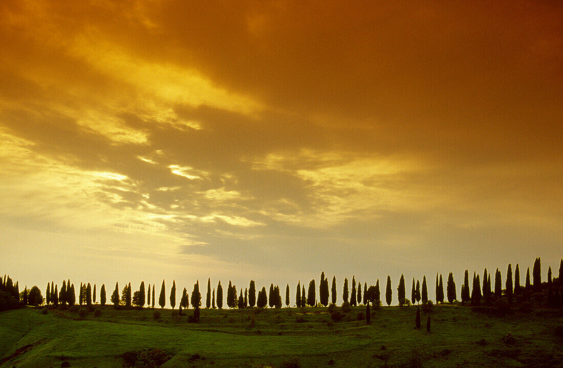 Zypressenallee unter Wolkenhimmel am Abend, Allee, Crete, Toskana, Italien, Europa