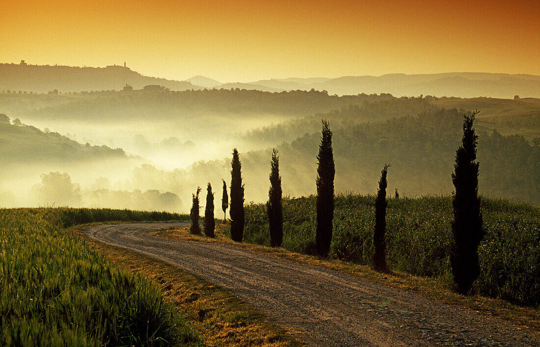 Landscape with cypresses in the morning mist, Val d'Orcia, Tuscany, Italy, Europe