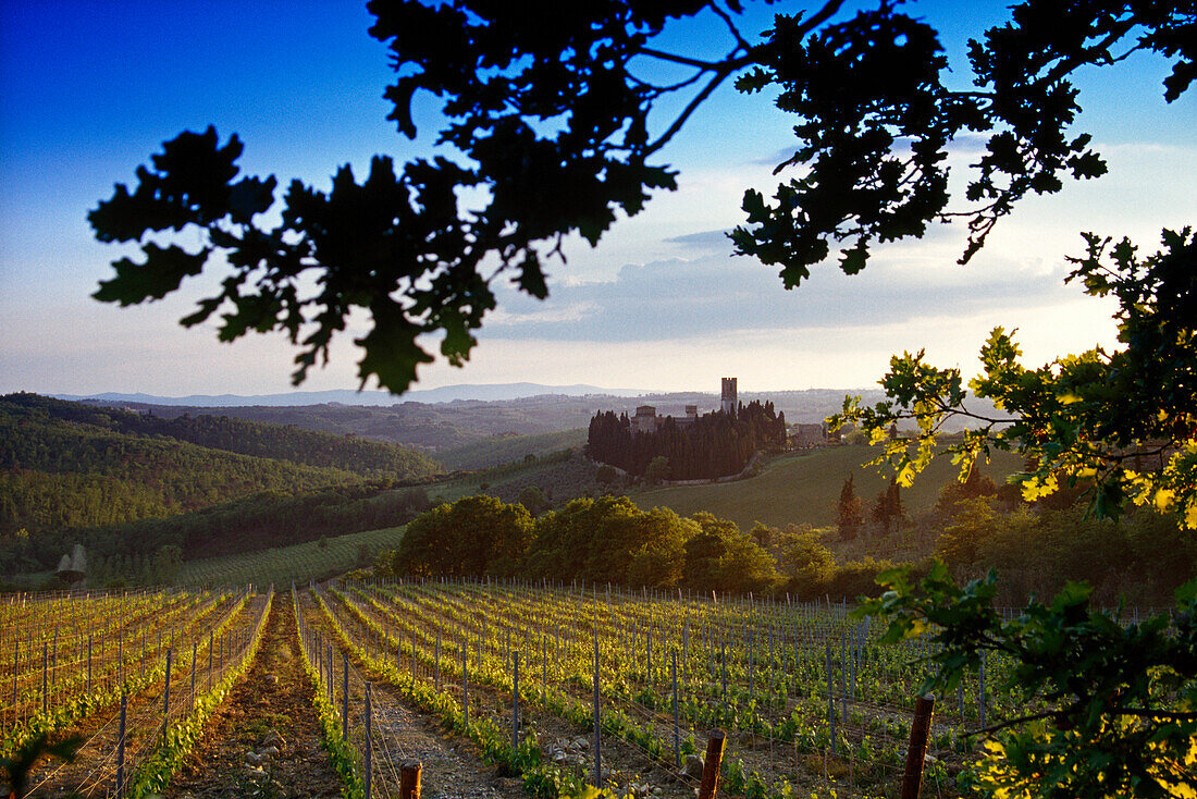 Weinberg unter blauem Himmel, Chianti Region, Toskana, Italien, Europa