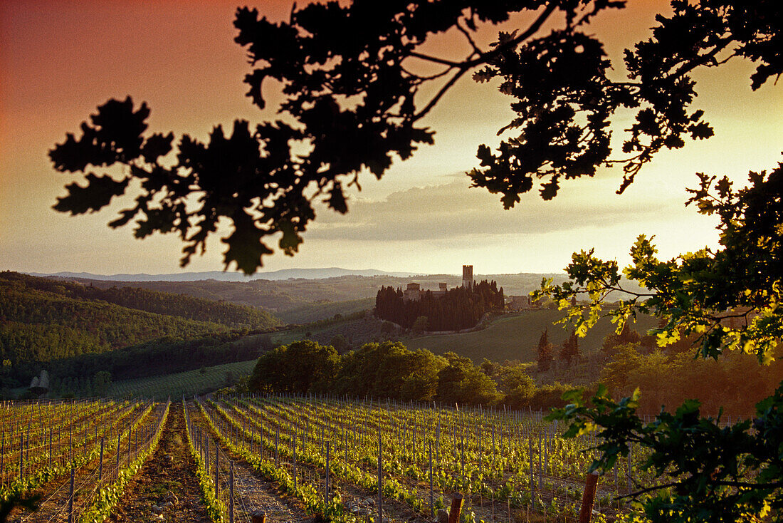 View over vineyard at sunrise, Chianti region, Tuscany, Italy, Europe