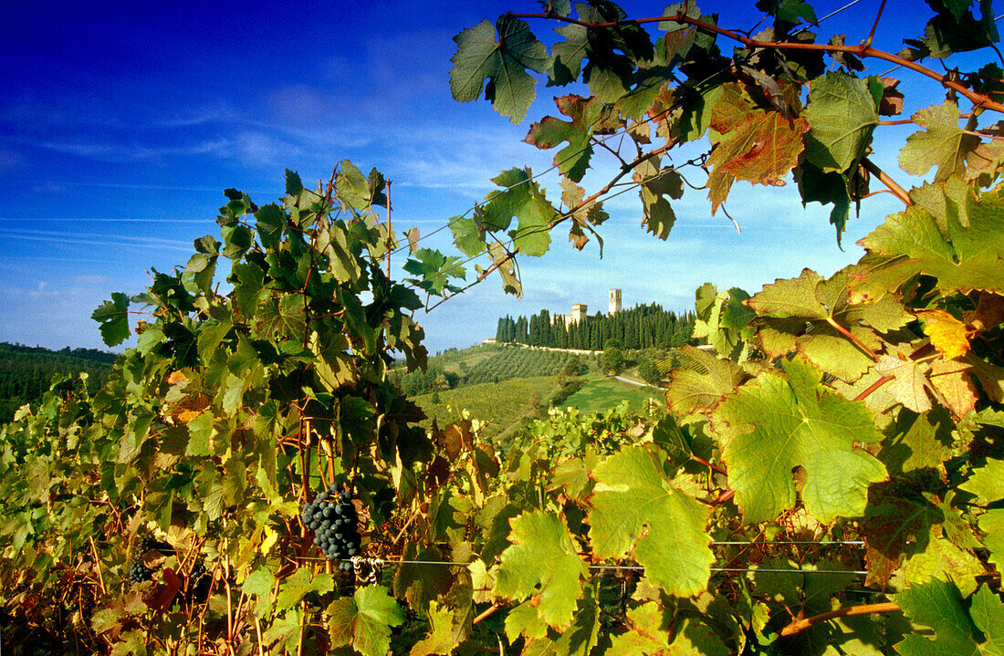 Weinreben mit Trauben im Sonnenlicht, Chianti Region, Toskana, Italien, Europa