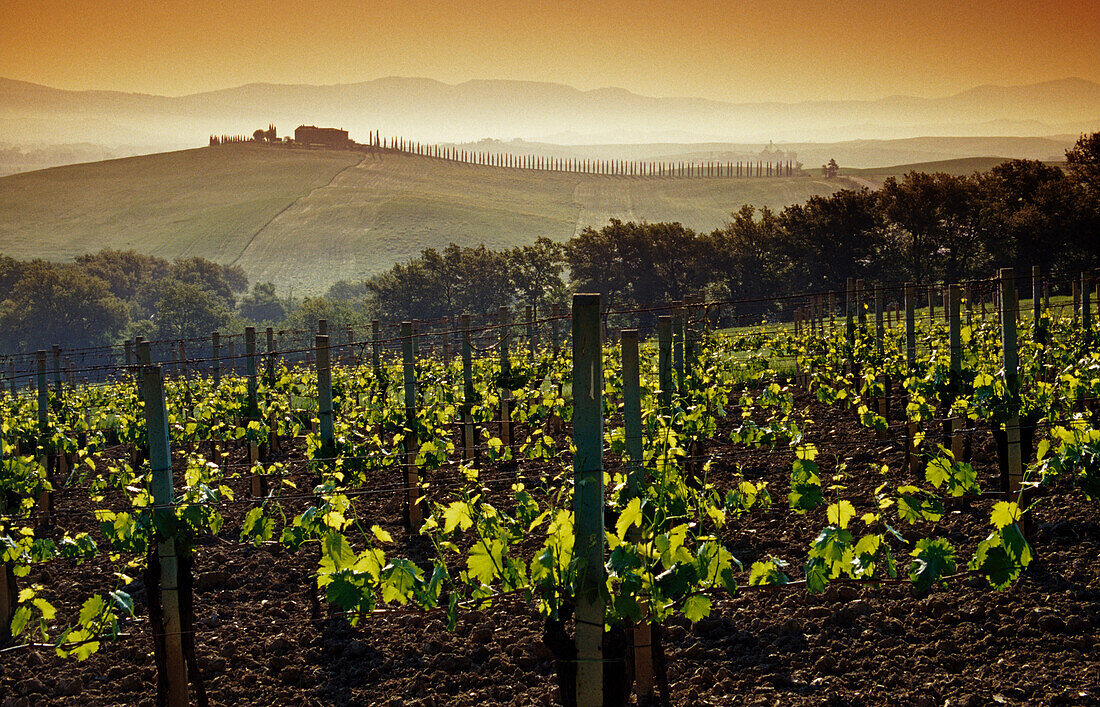 View over vineyard at sunrise, Val d'Orcia, Tuscany, Italy, Europe