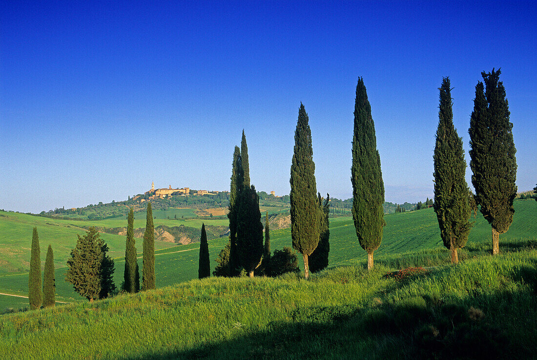 View at cypresses and the town of Pienza under blue sky, Val d'Orcia, Tuscany, Italy, Europe