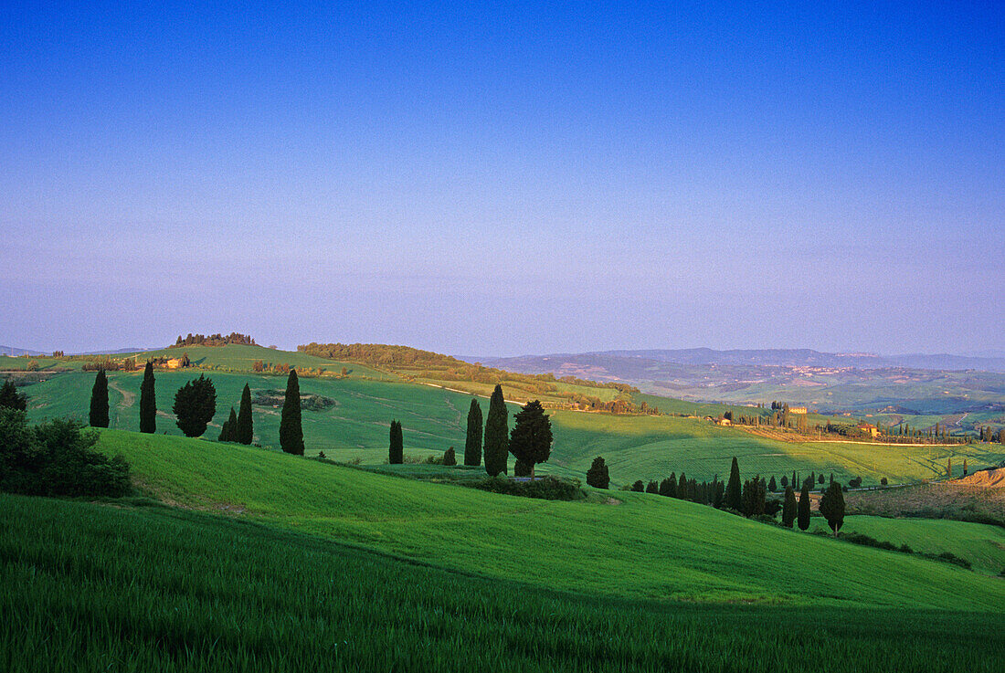 Hilly landscape under blue sky, Val d'Orcia, Tuscany, Italy, Europe