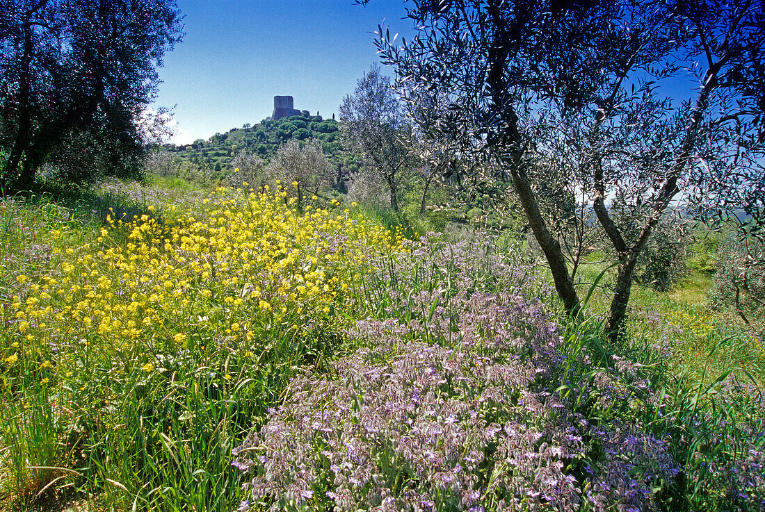 Blumenwiese im Sonnenlicht, Blick auf Castiglione d'Orcia, Val d'Orcia, Toskana, Italien, Europa