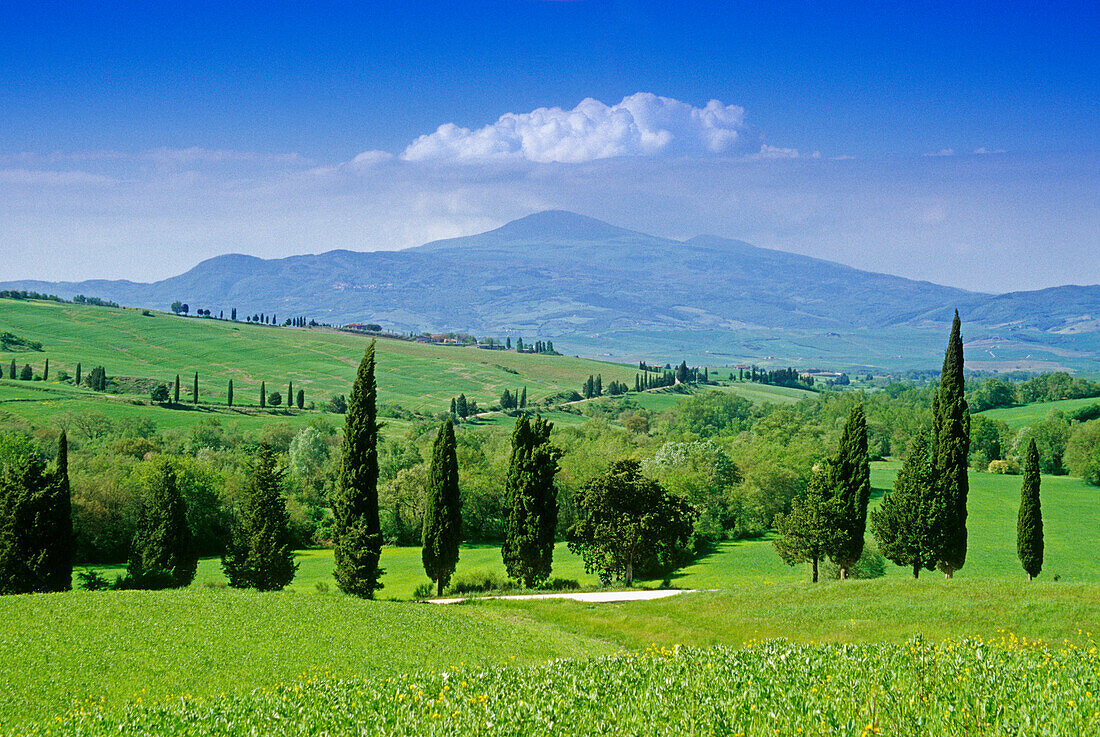 Landschaft mit Zypressen, Blick zum Monte Amiata, Val d'Orcia, Toskana, Italien, Europa