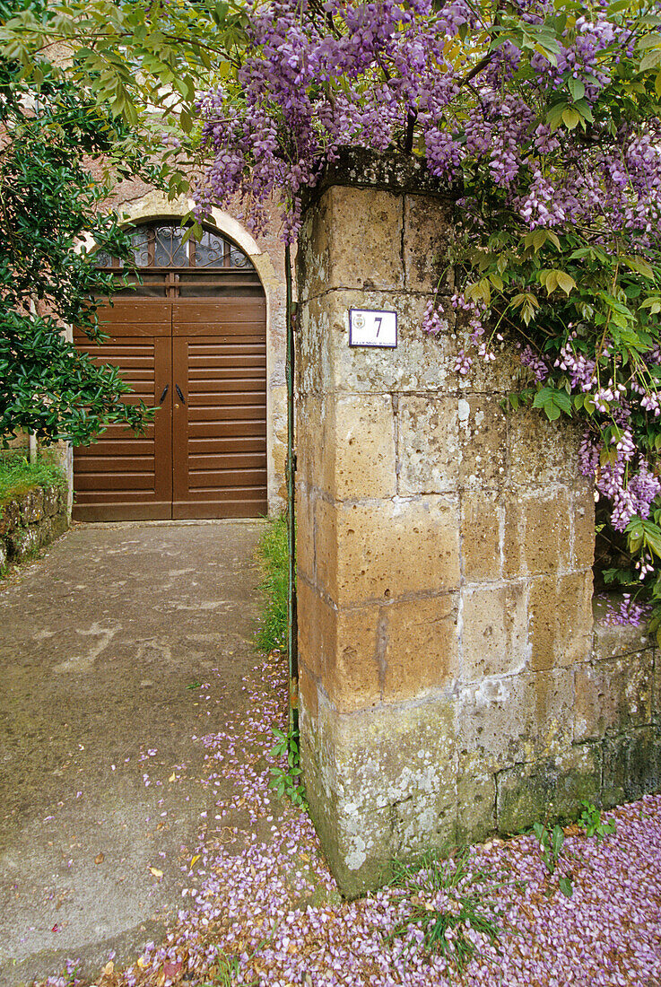 Blooming wisteria at the entrance of a house, Sovana, Tuscany, Italy, Europe