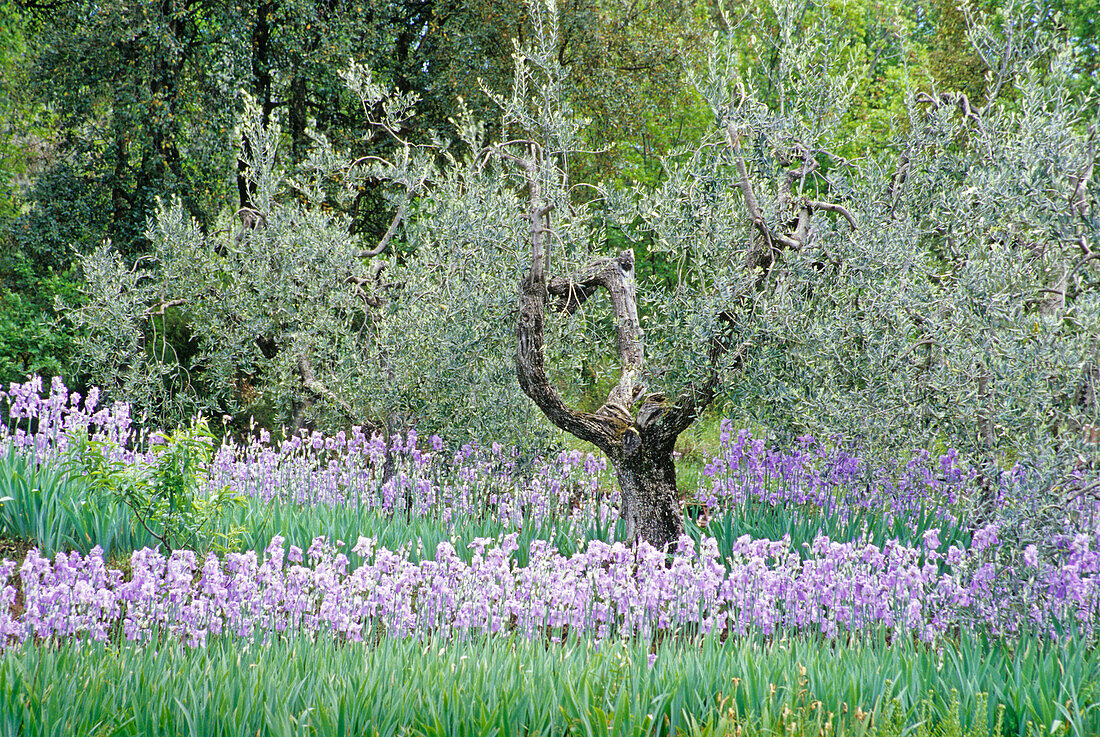 Schwertlilien unter einem Olivenbaum, Chianti Region, Toskana, Italien, Europa