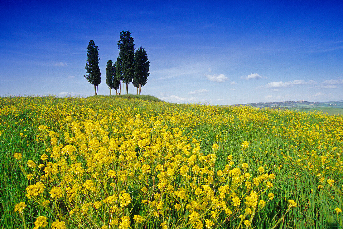 Gelbe Blumen vor Zypressen an einem Friedhof, Val d'Orcia, Toskana, Italien, Europa