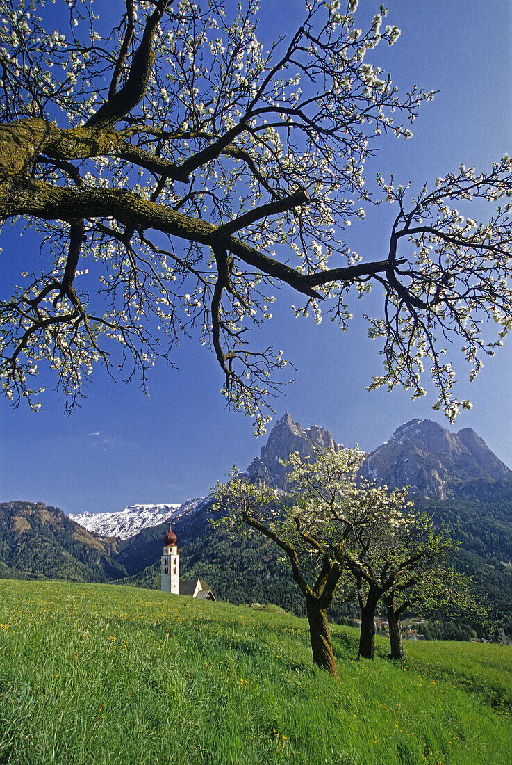 Apfelblüte, Kapelle St. Valentin, Blick zum Schlern-Massiv, Dolomiten, Südtirol, Italien