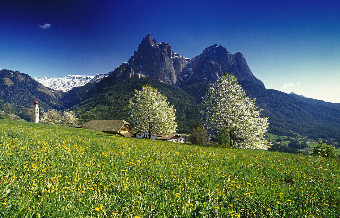 Cherry blossom, San Valentino, view to Monte Sciliar, Dolomite Alps, South Tyrol, Italy