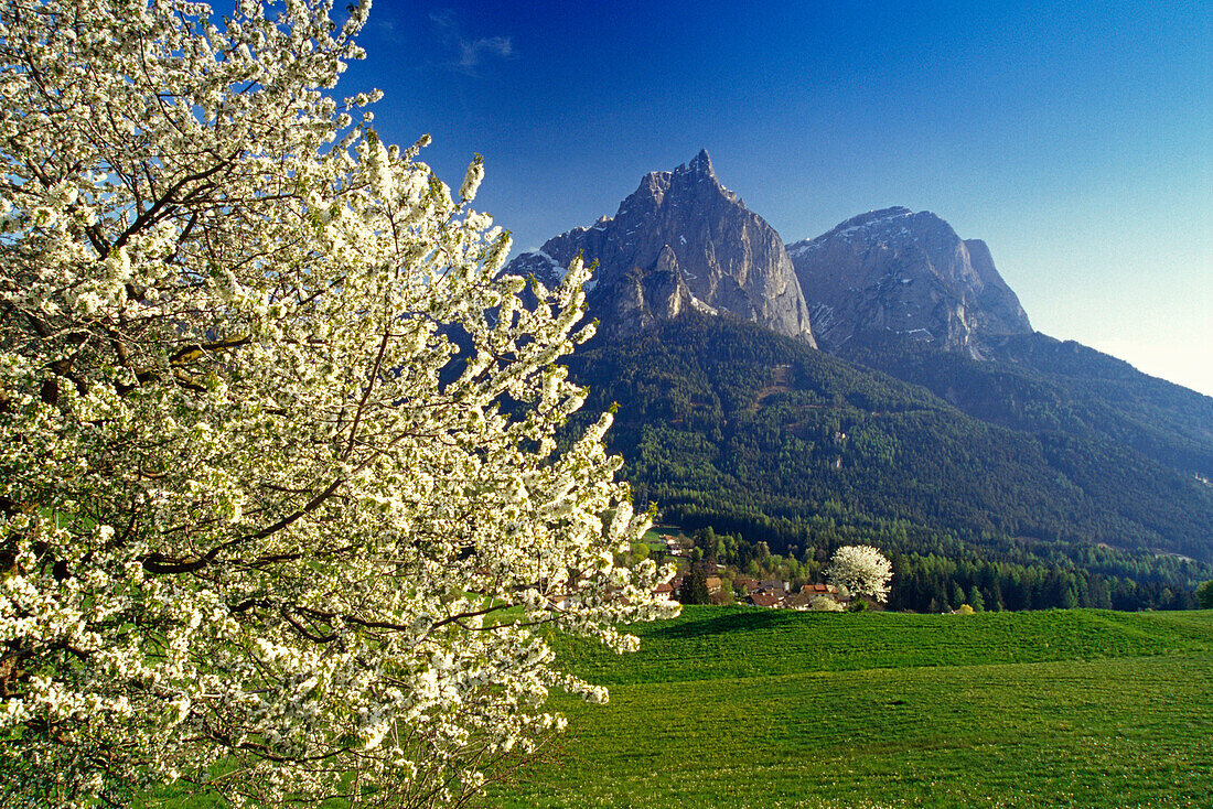 Cherry blossom, view to Monte Sciliar, Dolomite Alps, South Tyrol, Italy