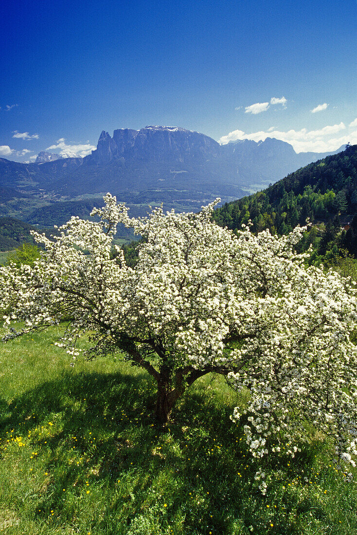 Apfelbaum, Blick zum Schlern Massiv, Dolomiten, Südtirol, Italien