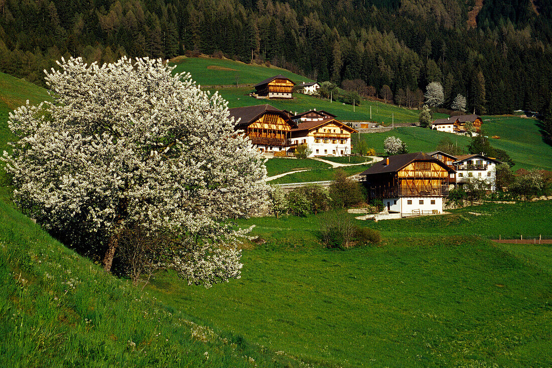 Kirschbaum und Bauernhöfe bei Seis am Schlern, Dolomiten, Südtirol, Italien