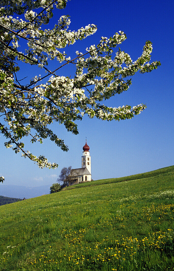Kirschblüte, Kapelle St. Valentin, Seis am Schlern, Dolomiten, Südtirol, Italien