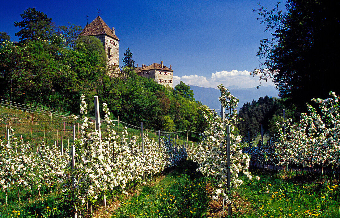 Apple blossom, Wehrburg castle, near Prissian, Val d'Adige, Dolomite Alps, South Tyrol, Italy