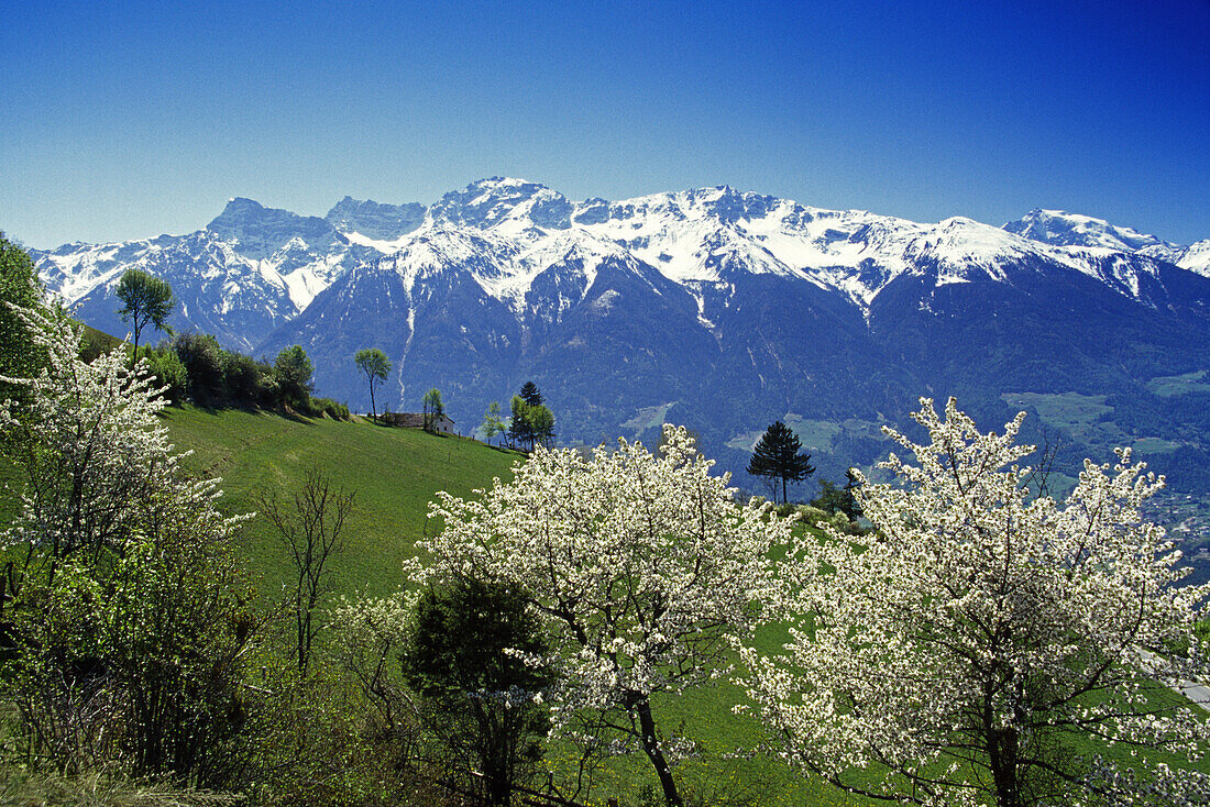 Kirschblüte, Blick zur Ortlergruppe, Ortler Alps, Dolomiten, Südtirol, Italien
